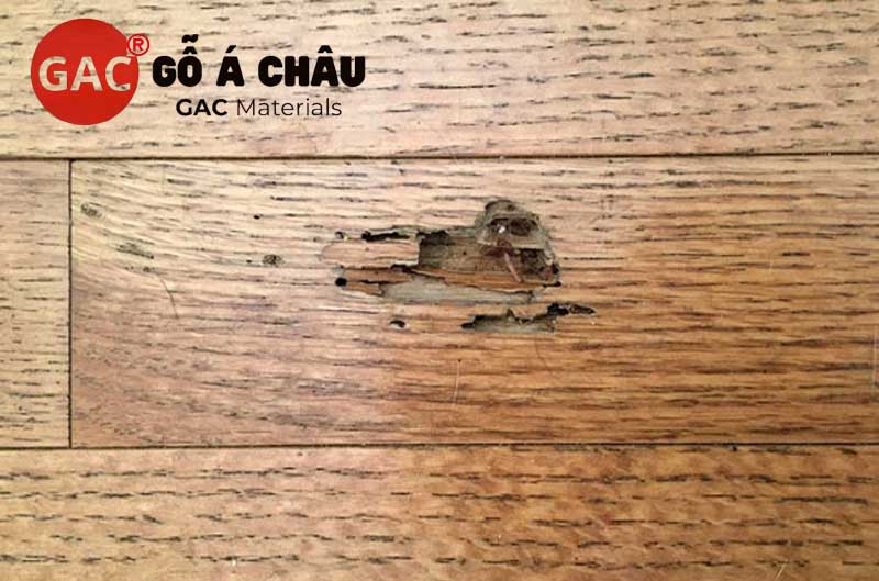 sàn gỗ tự nhiên có bị mối mọt không